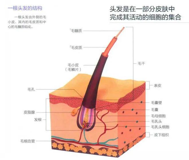电商冲不到，刚需也不缺：理发店为什么还是活不下去？