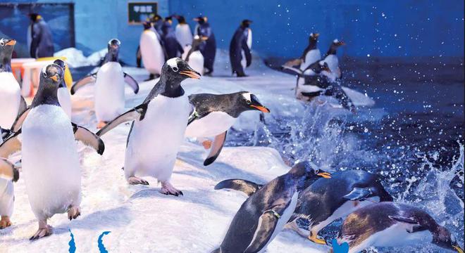 100亿资产的海洋公园，要换浙江老板了